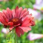Kokardenblumen kombinieren: 5 Ideen