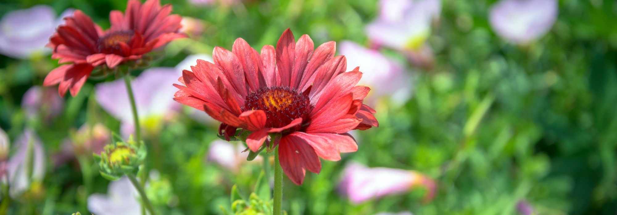 Kokardenblumen kombinieren: 5 Ideen