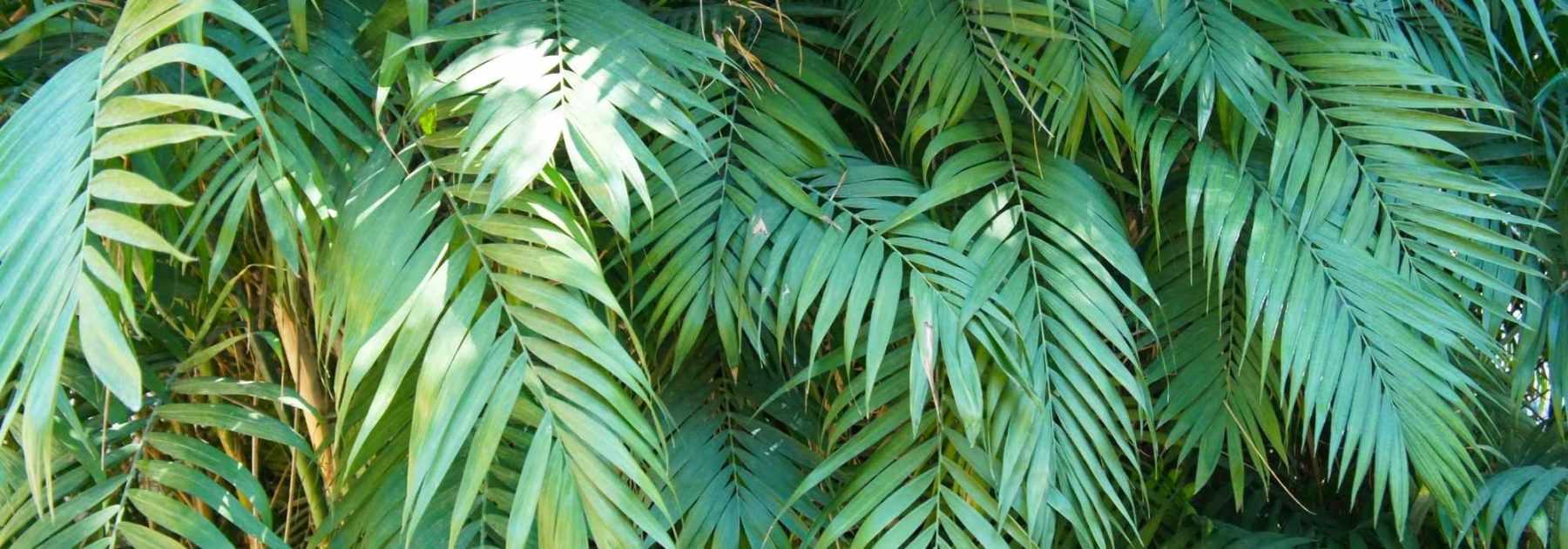 Chamaedorea: Pflanzung und Pflege