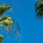 Copernicia: Pflanzung und Pflege