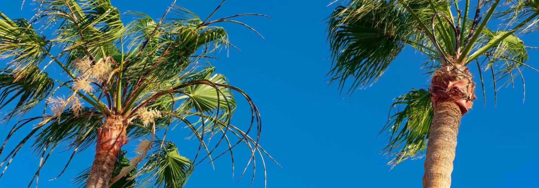 Copernicia: Pflanzung und Pflege