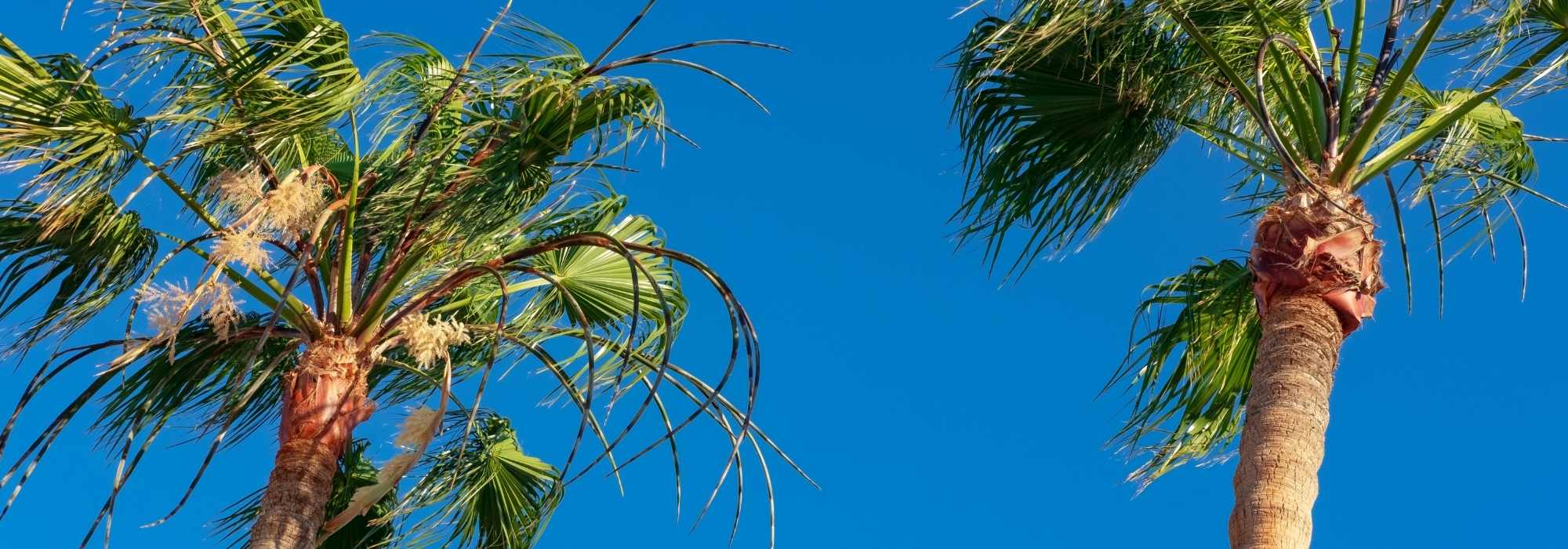 Copernicia: Pflanzung und Pflege