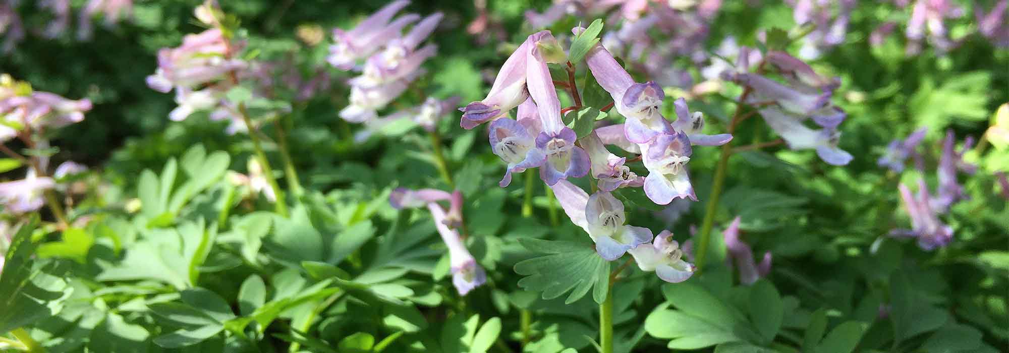 Lerchensporn kombinieren