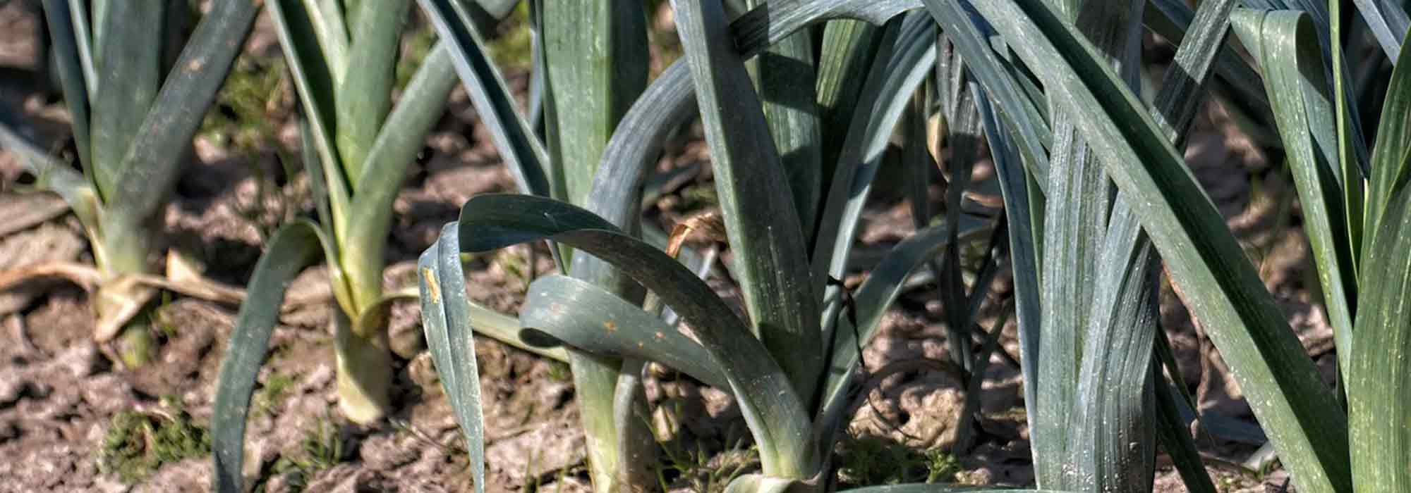 Sommerknoblauch anbauen