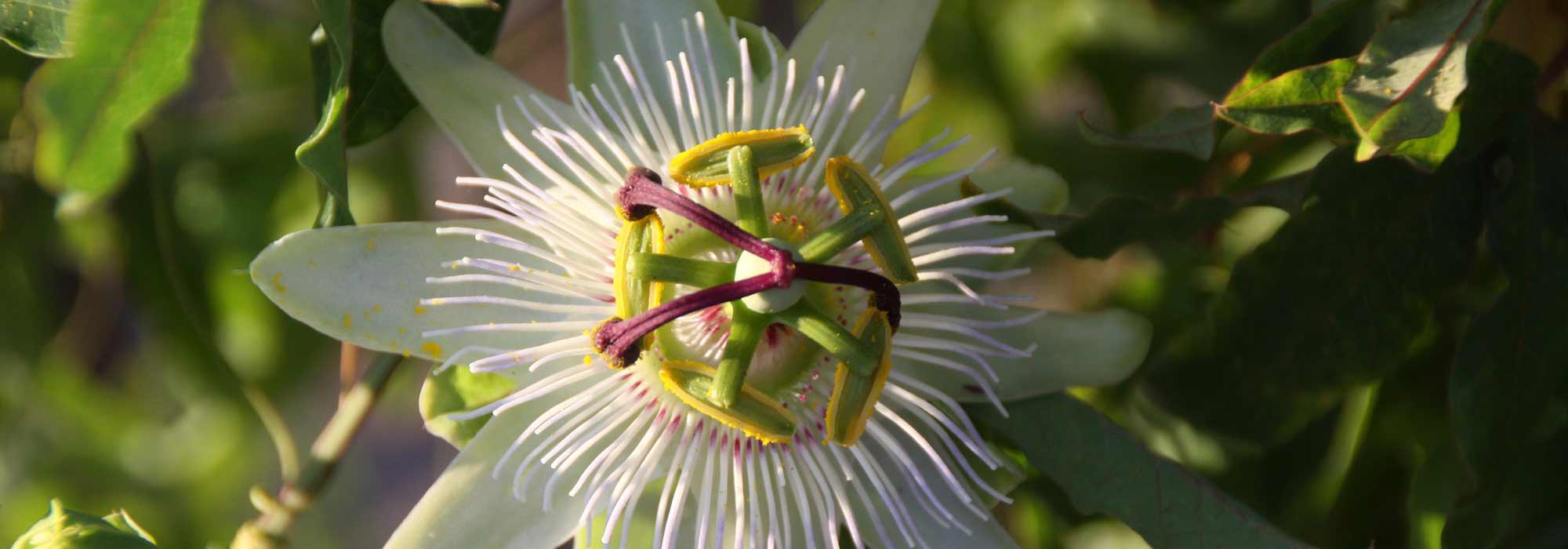 Krankheiten und Parasiten der Passionsblume
