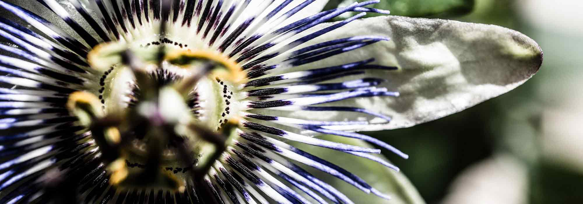 Passionsblume: die winterhärtesten