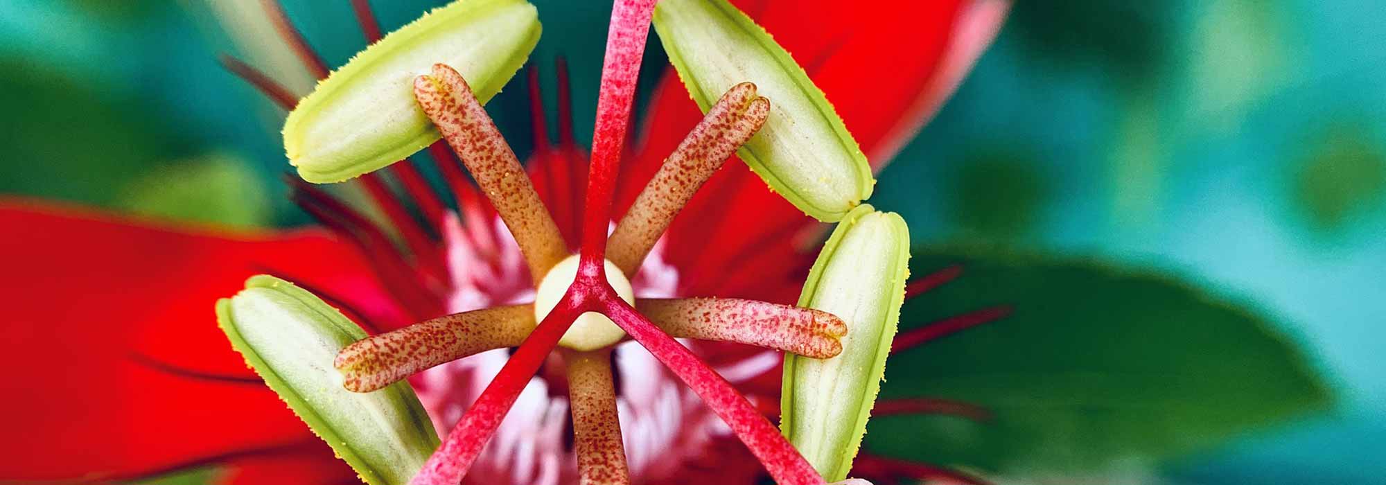 6 Passionsblumen für den Topf