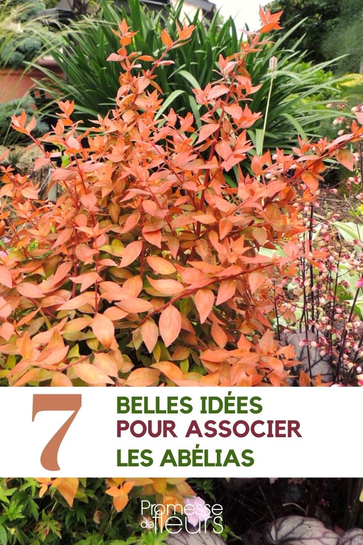 Abelia kombinieren