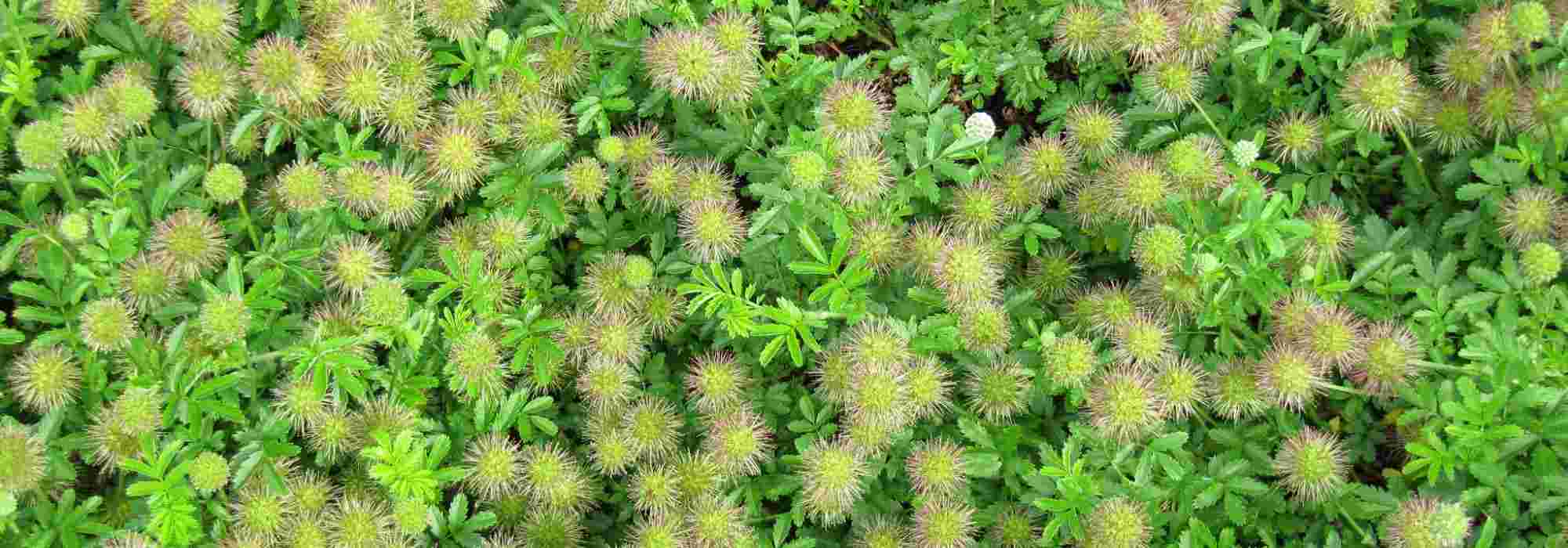Acaena kombinieren