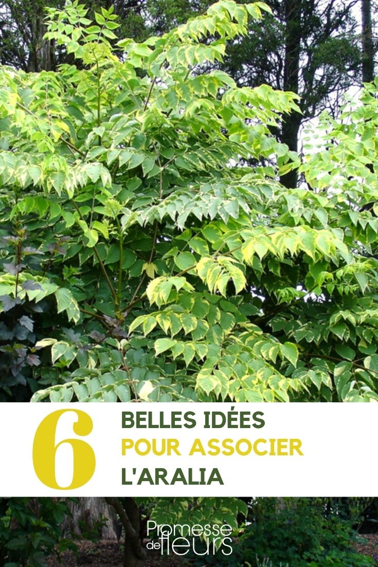 Aralia - Kombinationsmöglichkeiten