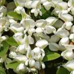 7 Bäume mit weißen Blüten