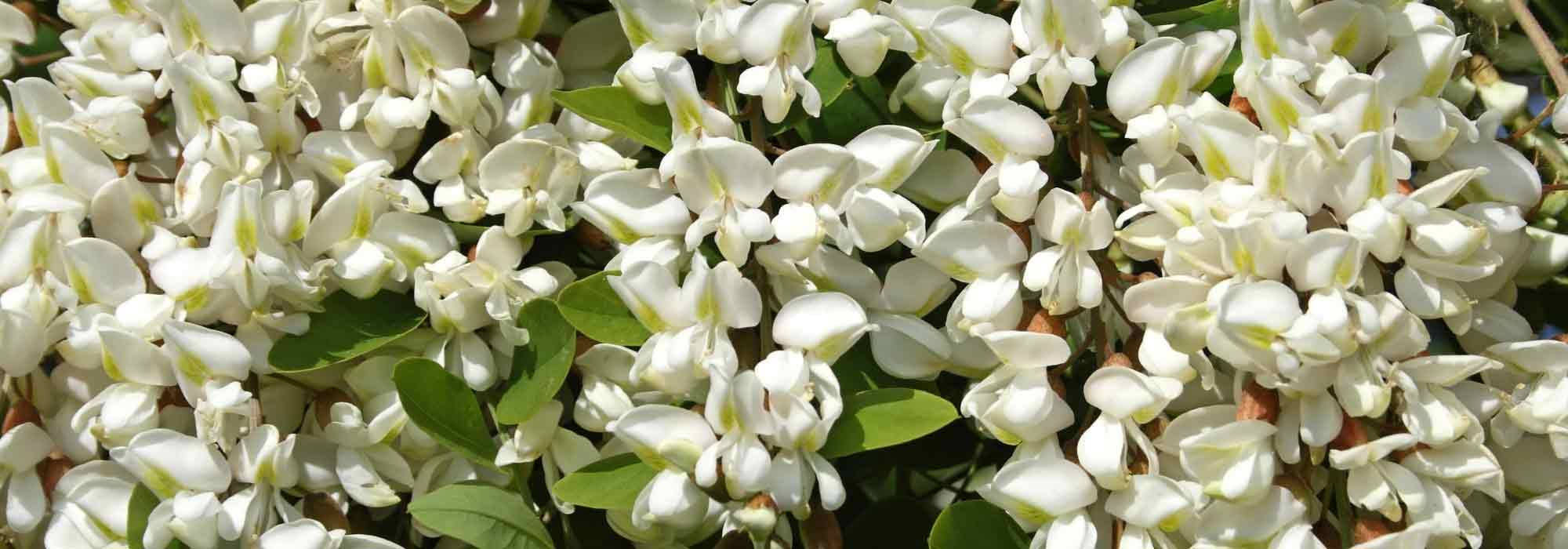 7 Bäume mit weißen Blüten