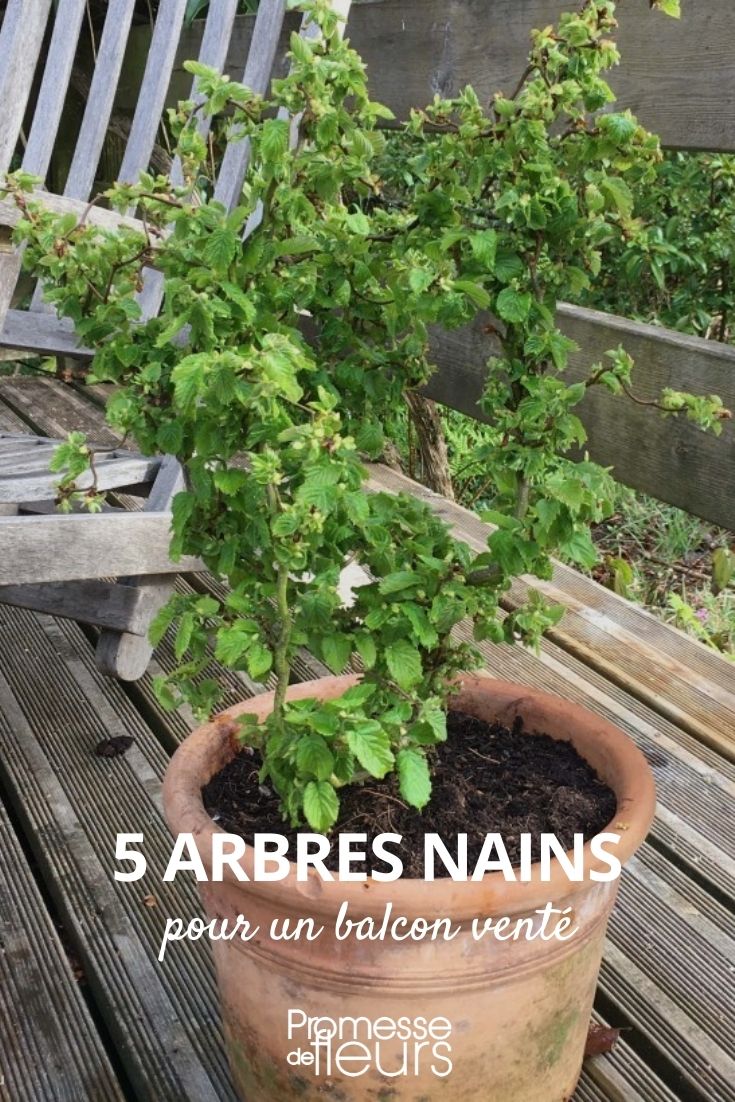 Zwergbäume für windige Balkone