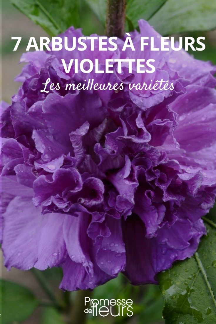 Sträucher mit violetten Blüten