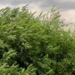 10 windfeste Sträucher