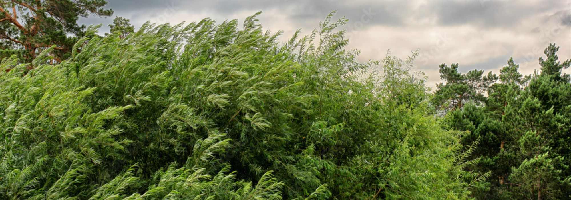 10 windfeste Sträucher