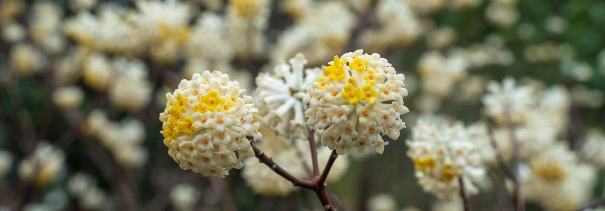 Edgeworthia kombinieren: 6 Ideen