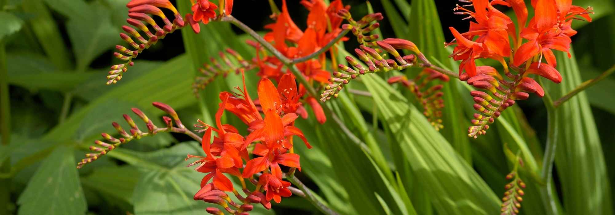 8 Sommerzwiebeln: orange Blüten im Garten