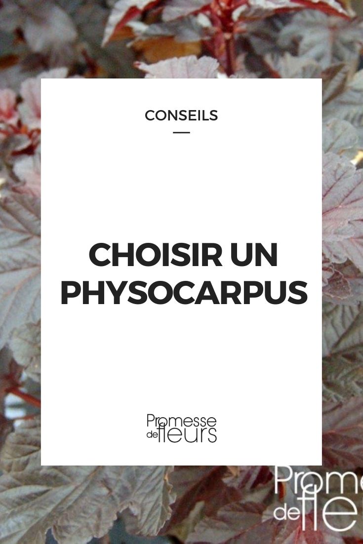 Einen Physocarpus auswählen