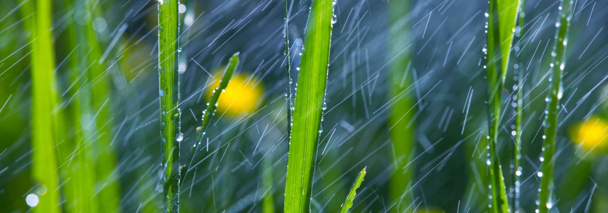 Tipps bei Starkregen im Garten
