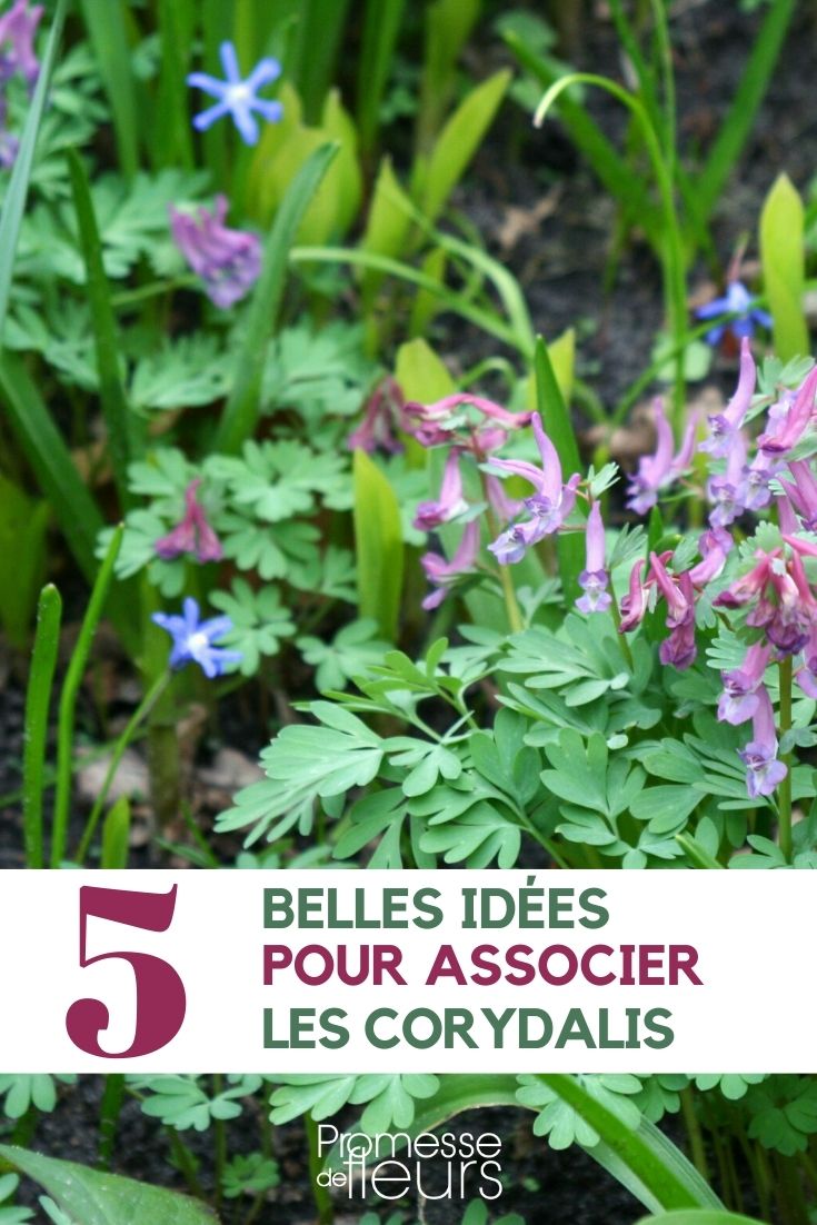 Corydalis kombinieren