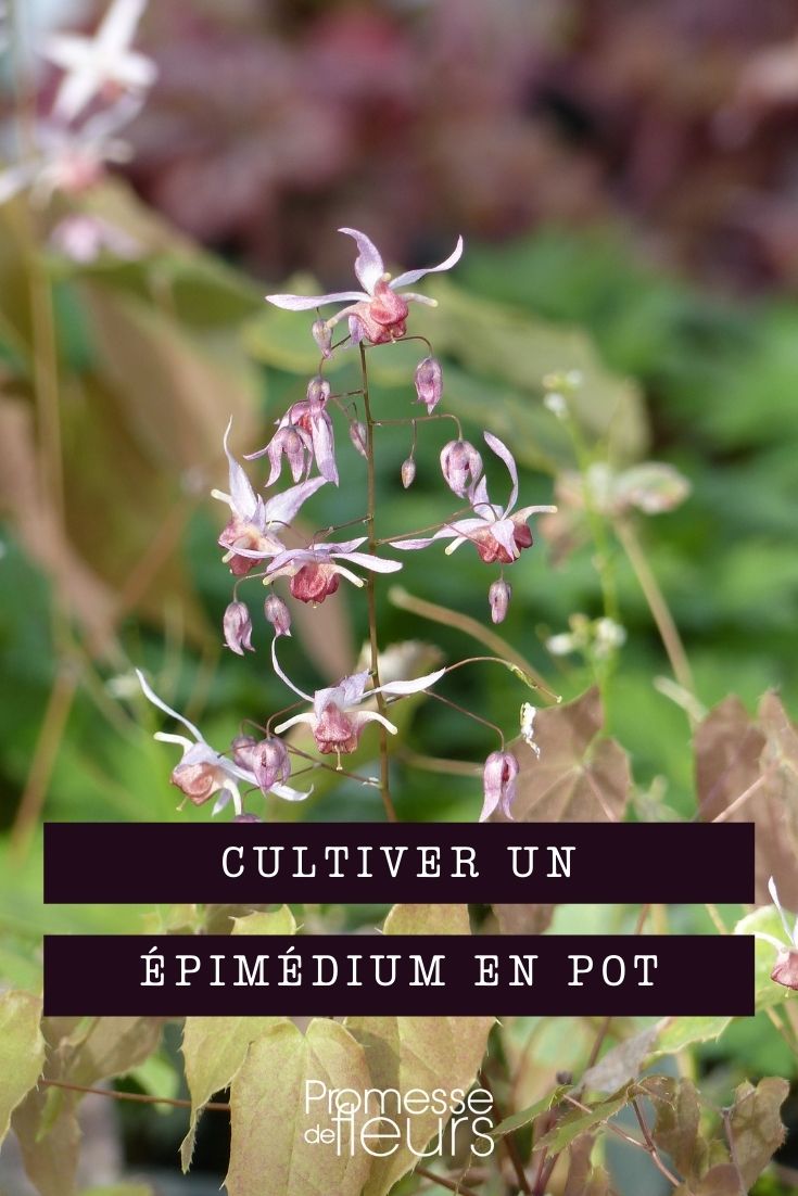 Epimedium im Topf kultivieren