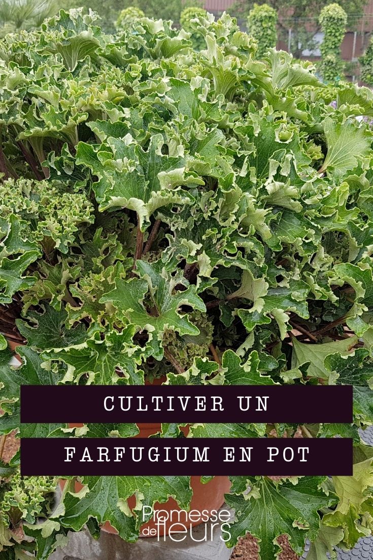 Farfugium im Topf kultivieren