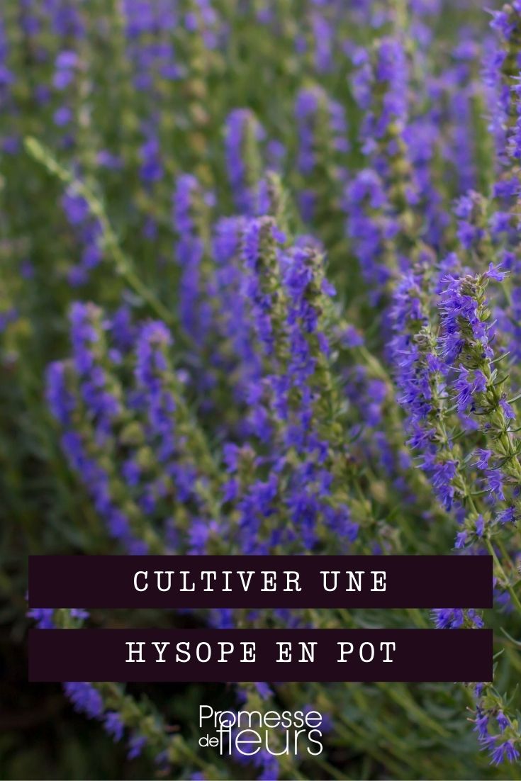 Hyssop im Topf anbauen