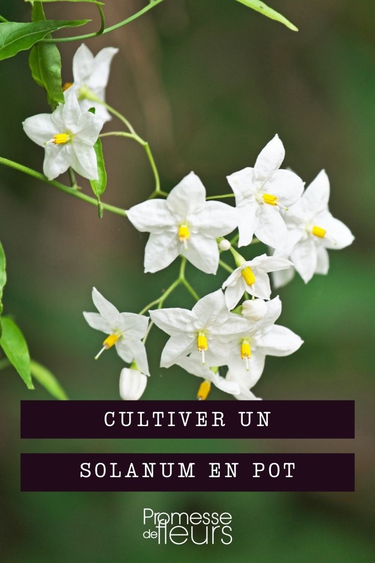 Solanum im Topf kultivieren
