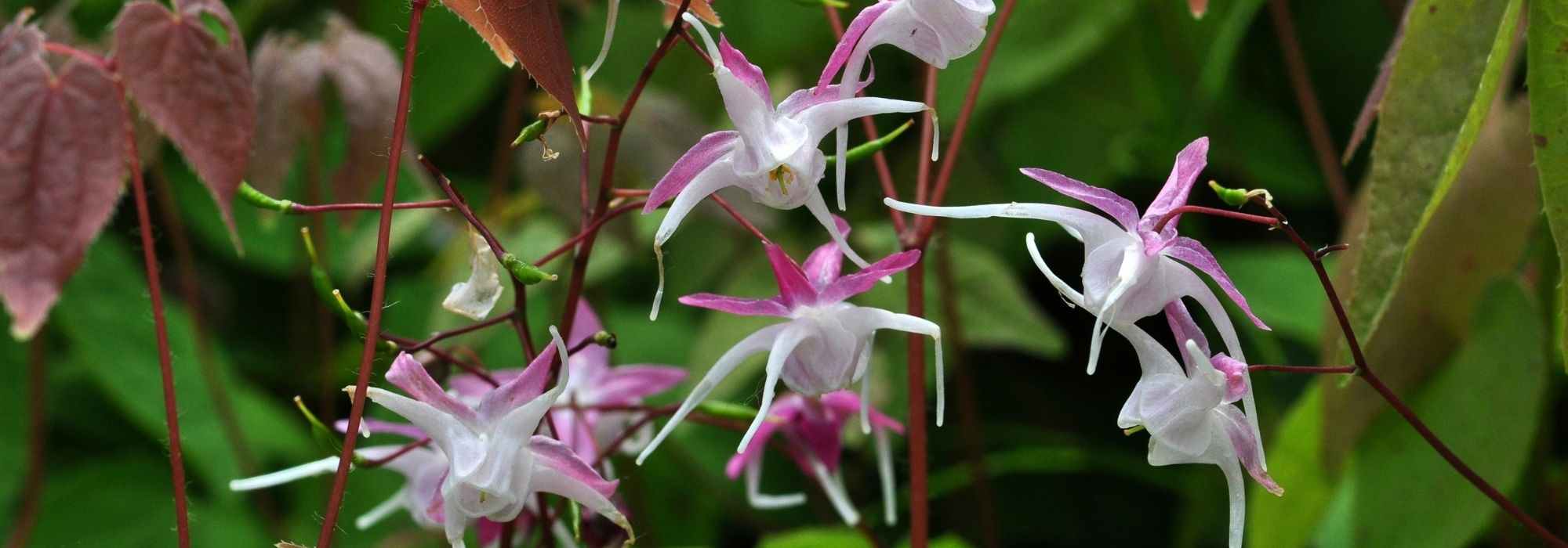 Elfenblume im Topf kultivieren