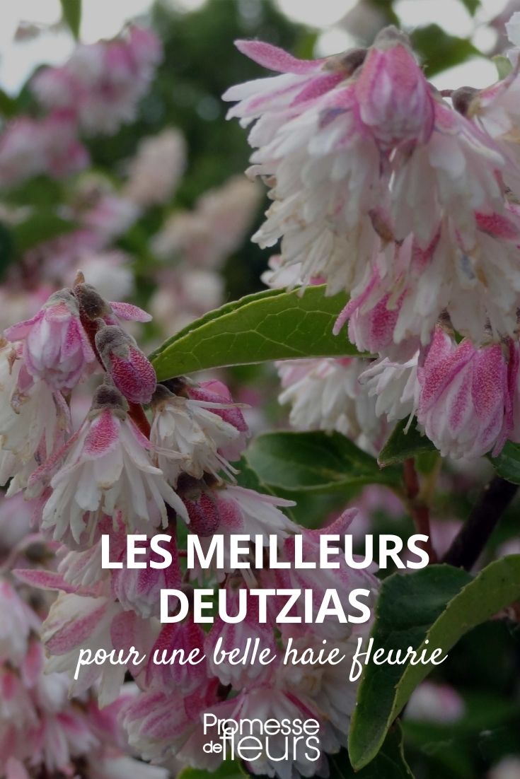 Die besten Deutzien für eine blühende Hecke