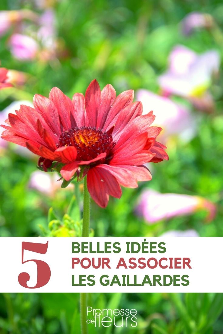 Gaillardie kombinieren