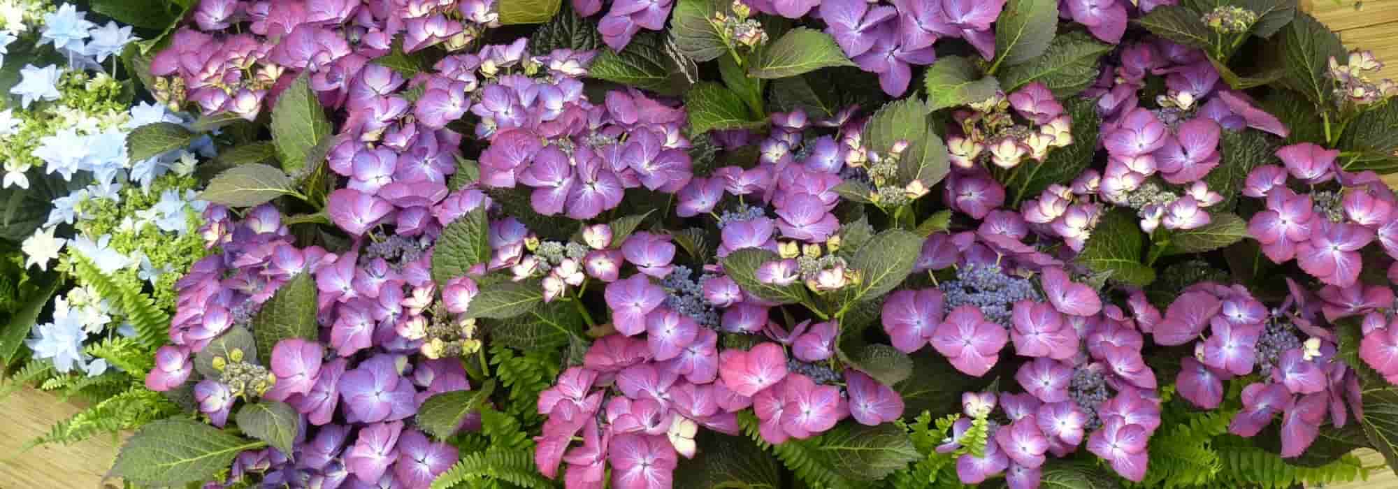 7 Sträucher mit violetten Blüten