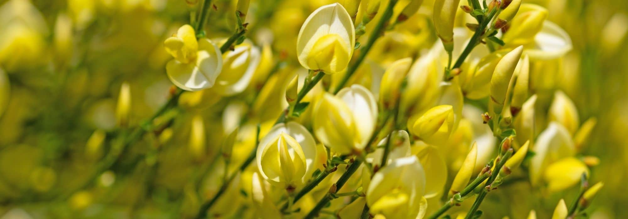 7 Sträucher mit gelben Blüten