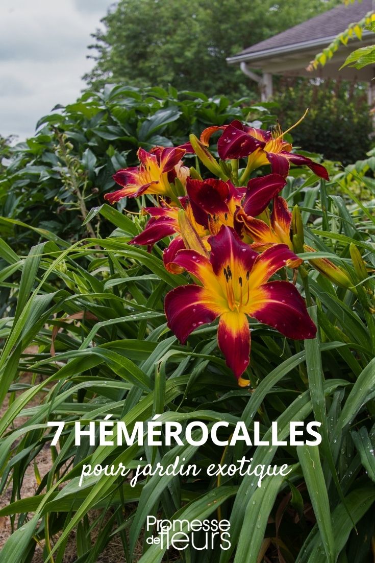 Hemerocallis - Exotischer Garten