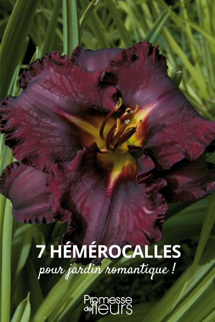 Hemerocallis - der romantische Gartenstar