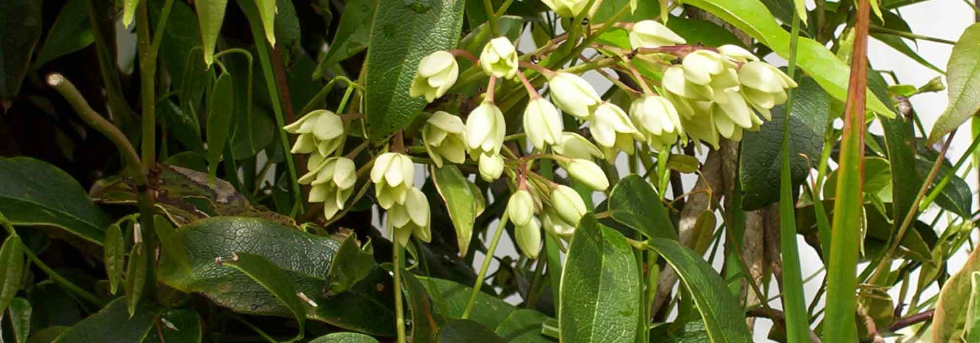 Holboellia: 7 gelungene Pflanzkombinationen