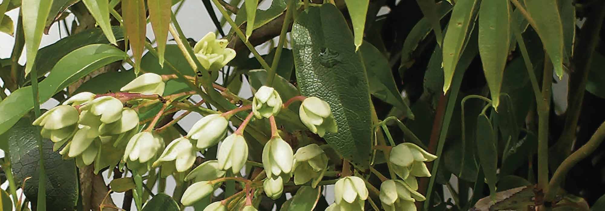 Holboellia im Topf kultivieren