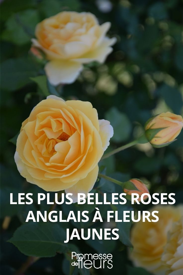 Die schönsten englischen Rosen von David Austin mit gelben Blüten