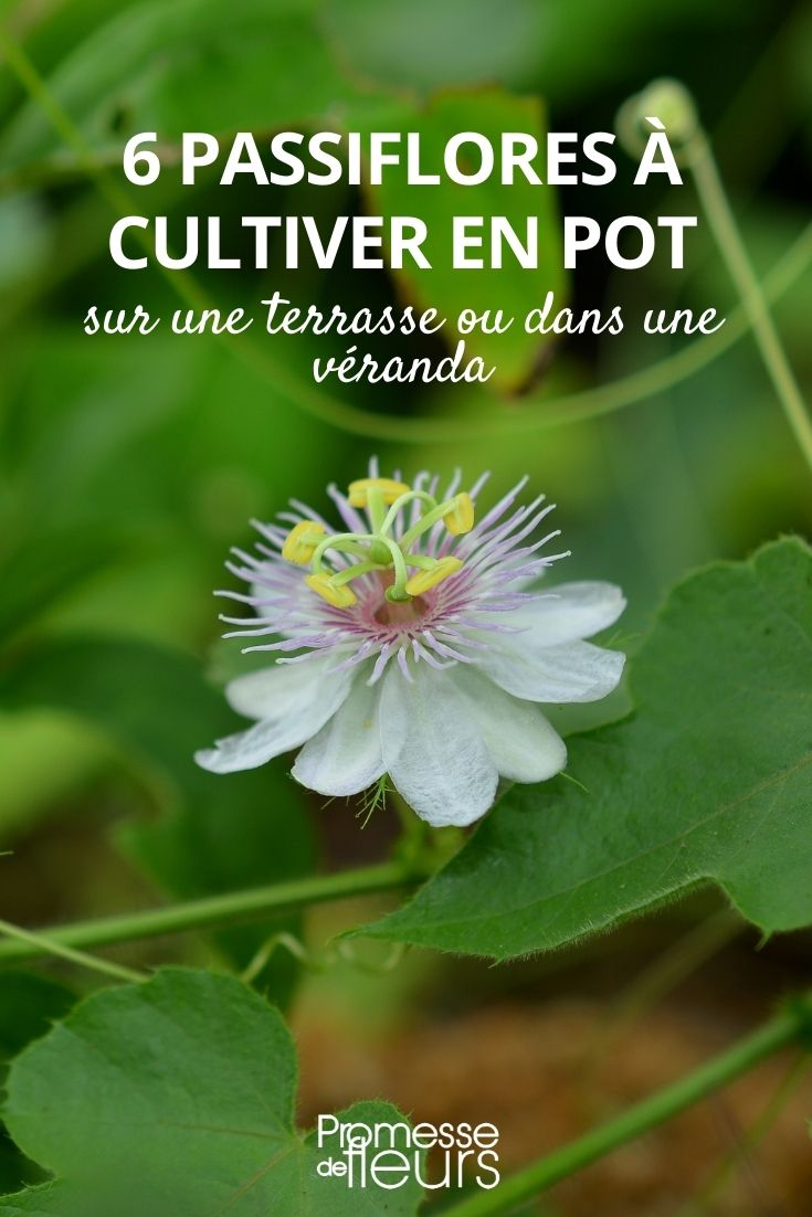 Passionsblume im Topf kultivieren