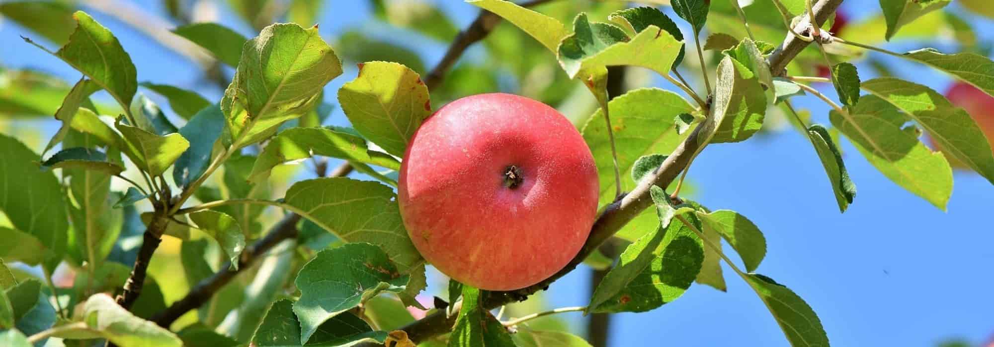 6 Obstbäume für den Stadtgarten