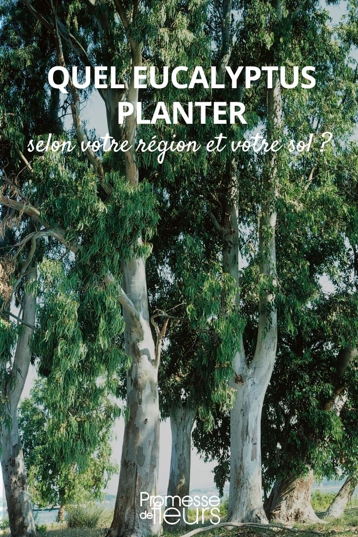 Welchen Eukalyptus pflanzen?