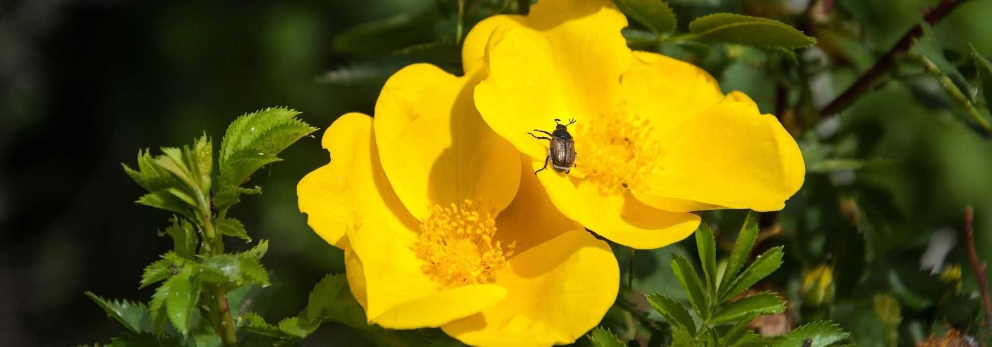 5 gelbe Hagebuttenrosen