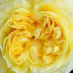 9 gelbe Englische Rosen von David Austin