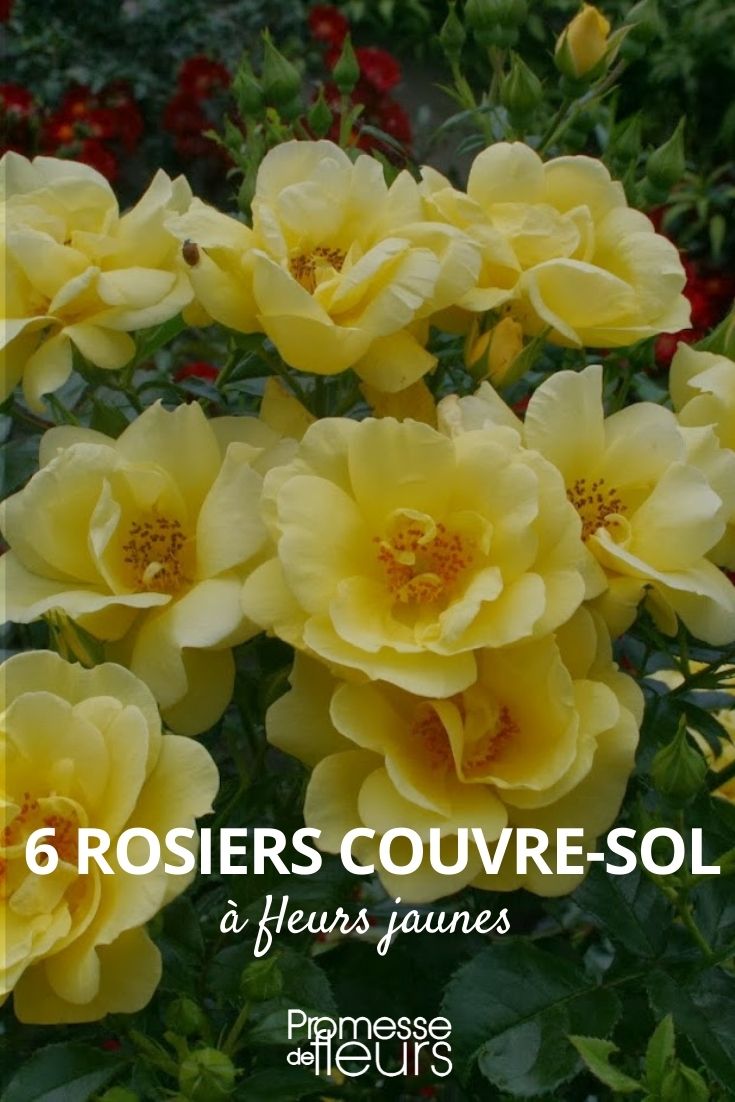 Rosenbodenbedecker mit gelben Blüten
