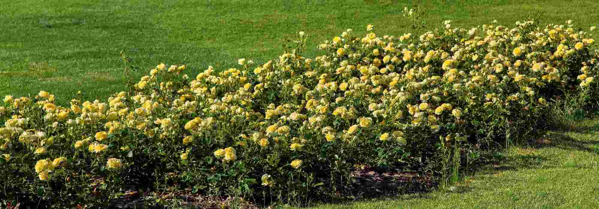 6 gelb blühende Bodendecker-Rosen