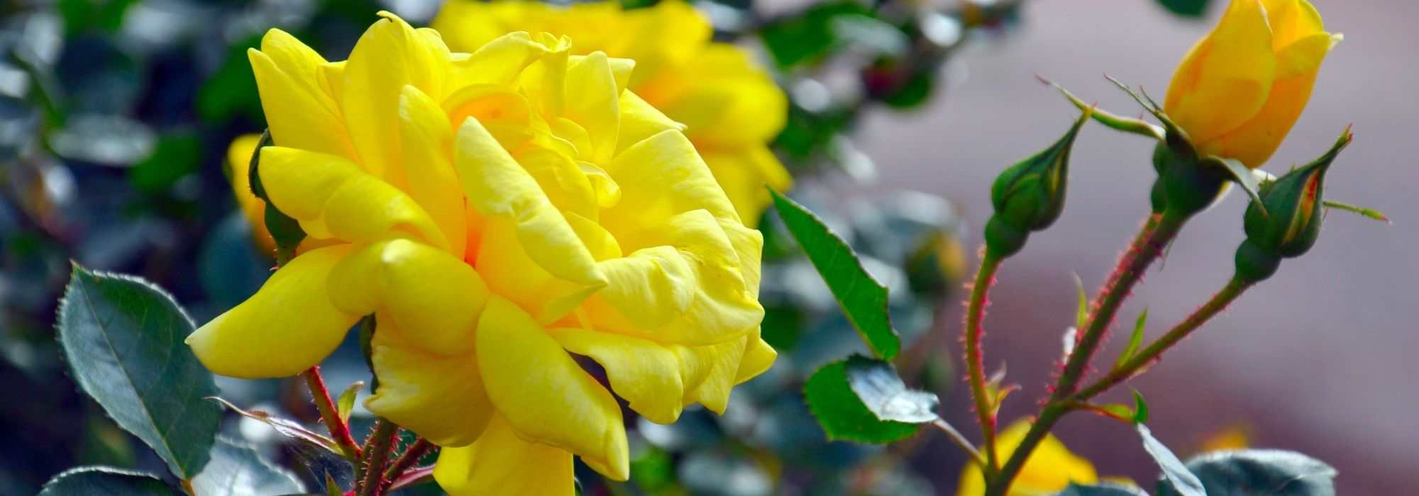 5 Kletterrosen mit gelben Blüten