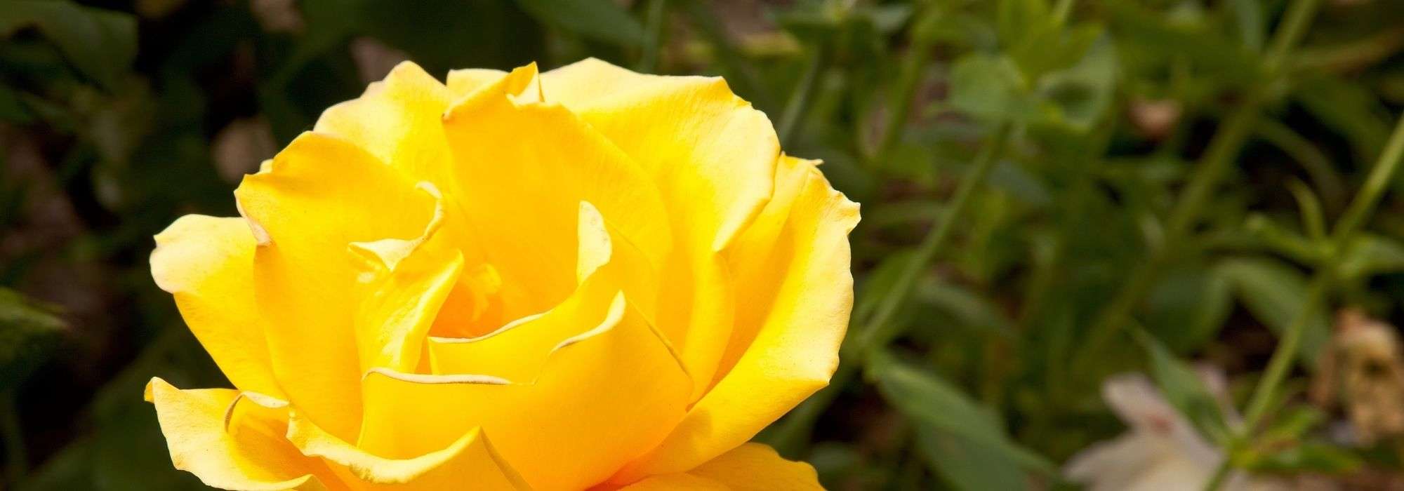 7 duftende gelbe Rosen