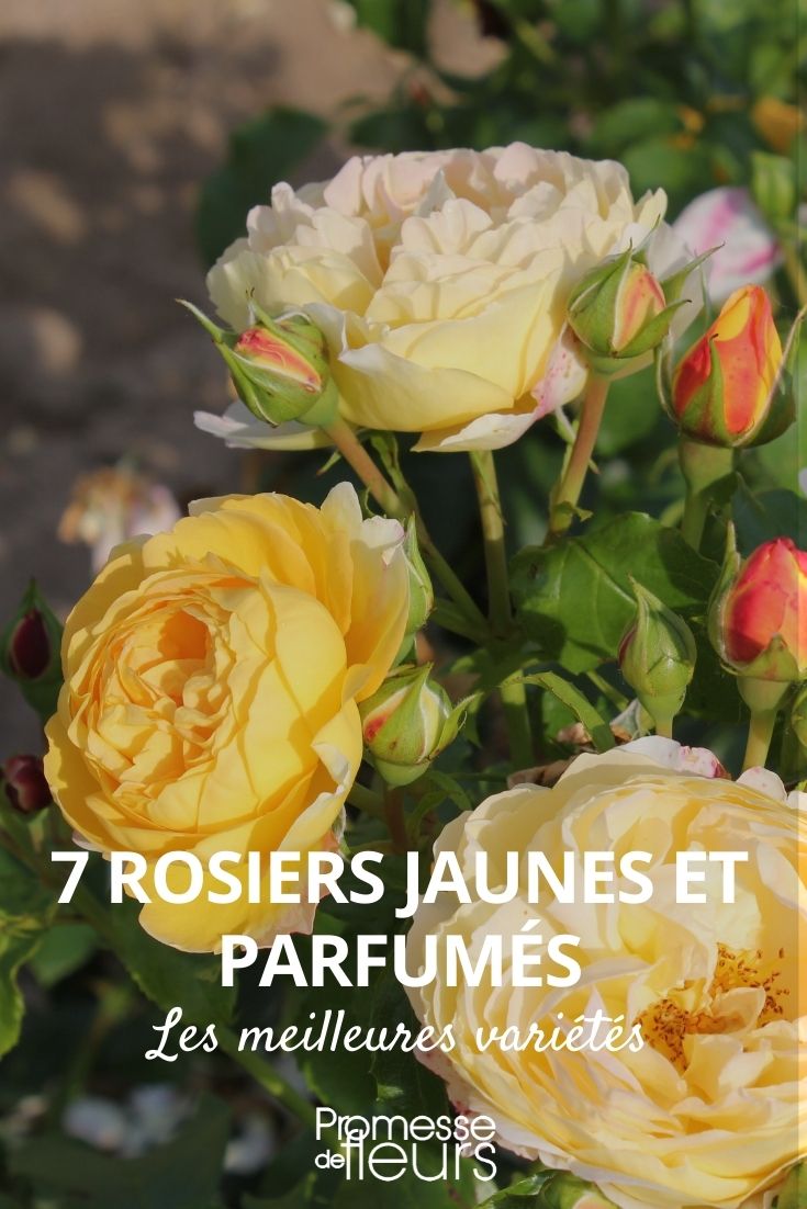 Duftende gelbe Rosen