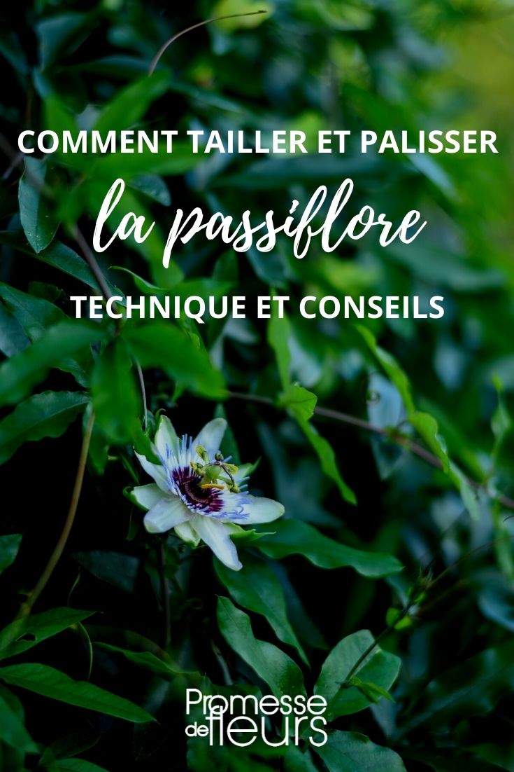 schneiden, anbinden, Passionsblume